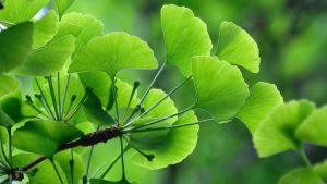 Ingredientele din Acustal includ Ginkgo Biloba