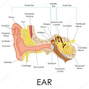 Diagramă a urechii interne ilustrând locația afectată de tinitus.