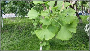 Frunză de Ginkgo Biloba utilizată pentru tratarea tinitusului.